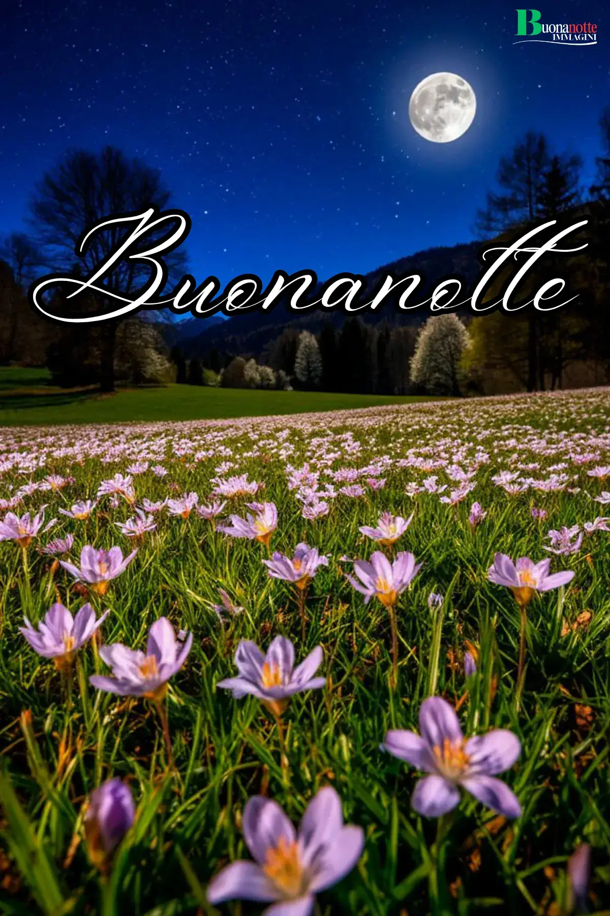Prato di crochi viola sotto luna piena notturna immagine buonanotte